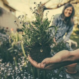 Hand holding flowering plant and roots before placing in garden