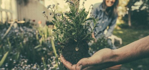 Hand holding flowering plant and roots before placing in garden