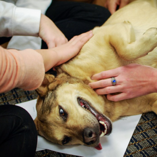 therapy dog with people's hands petting it
