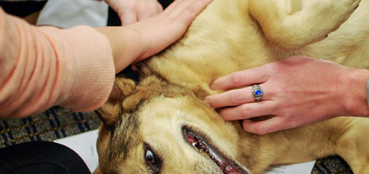 therapy dog with people's hands petting it